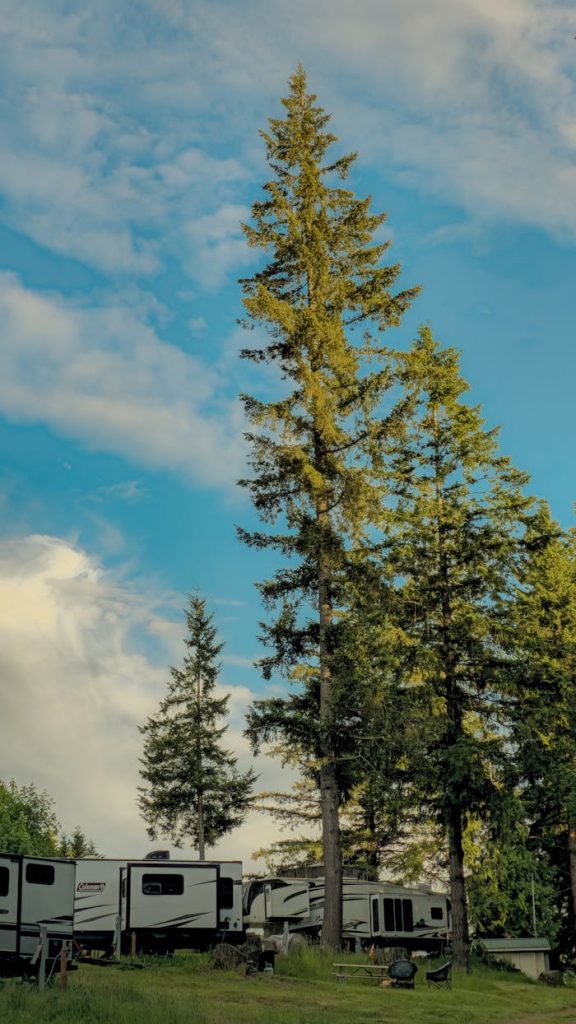 Beautiful outdoor camping scene with tall pine trees and RVs under a clear sky.